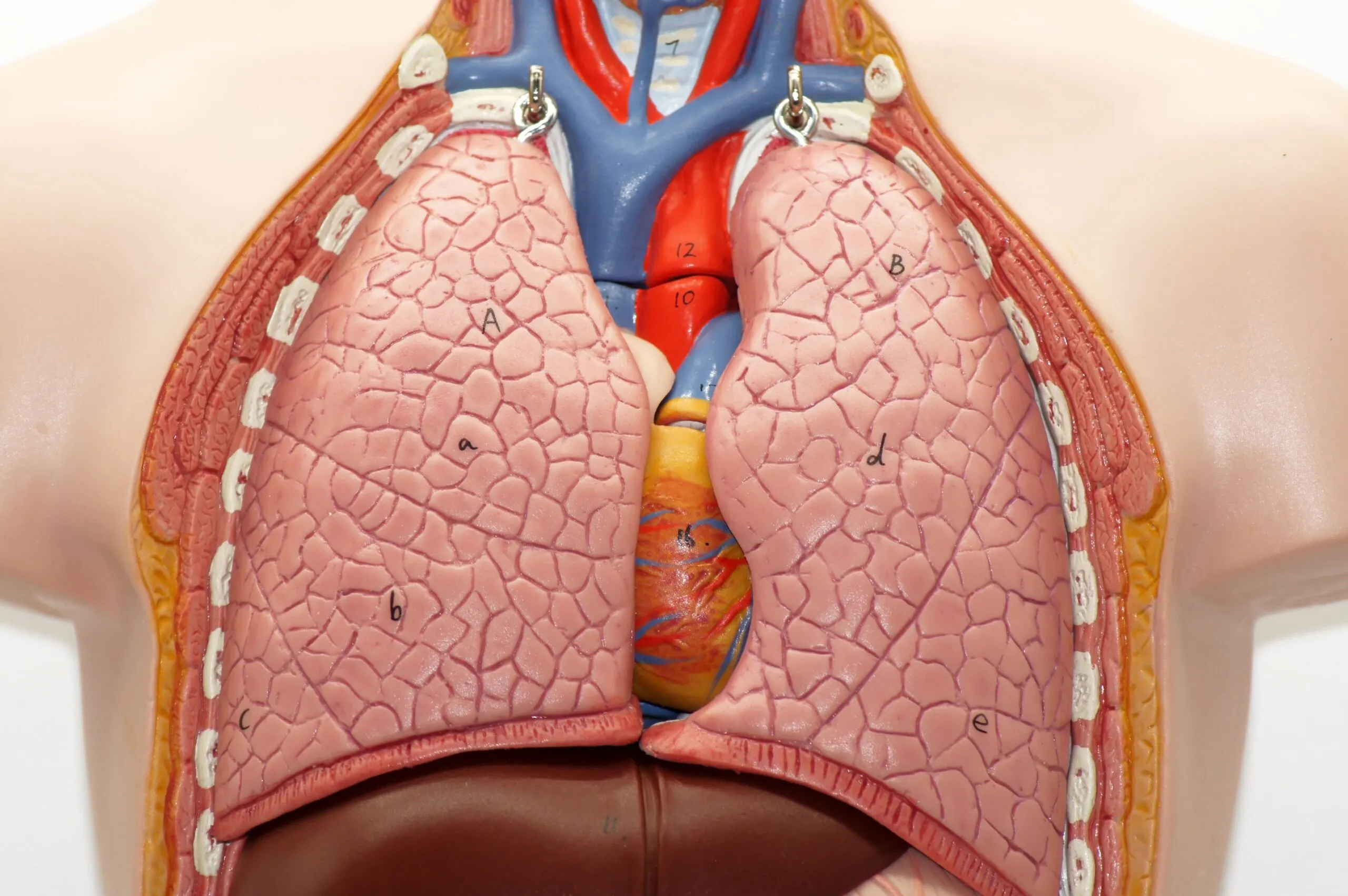 Effective Strategies to Improve Lung Function: Expert Tips from Lopmudra Hospital
